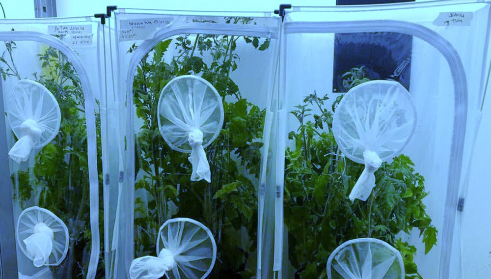 Tomato and aubergine plants in a laboratory (biopesticide trials)